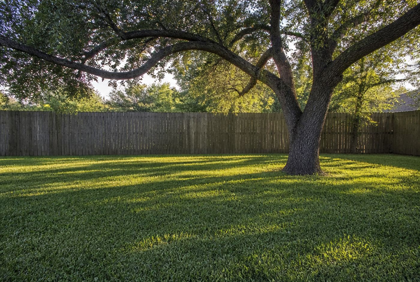 Shade lawn, brought back, after