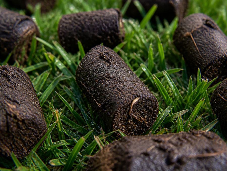 Fresh core aeration plugs on turf