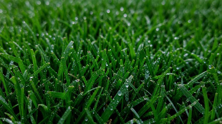 Damaged turf pulled back to reveal soil where white grubs feed on grass roots